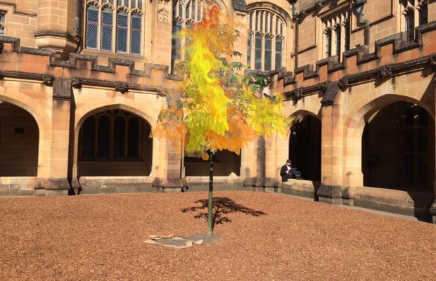 Flame tree