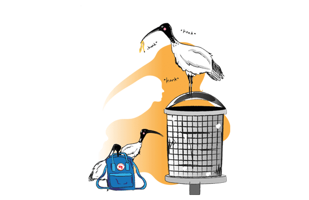A cartoon drawing of two ibises, one on a bin, one behind a Kanken backpack.
