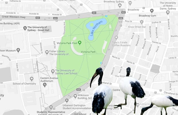 Map of Victoria park and surrounds with three ibises
