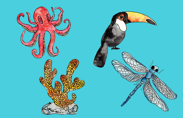 Watercolour images of an octopus, dragon fly, cora and toucan