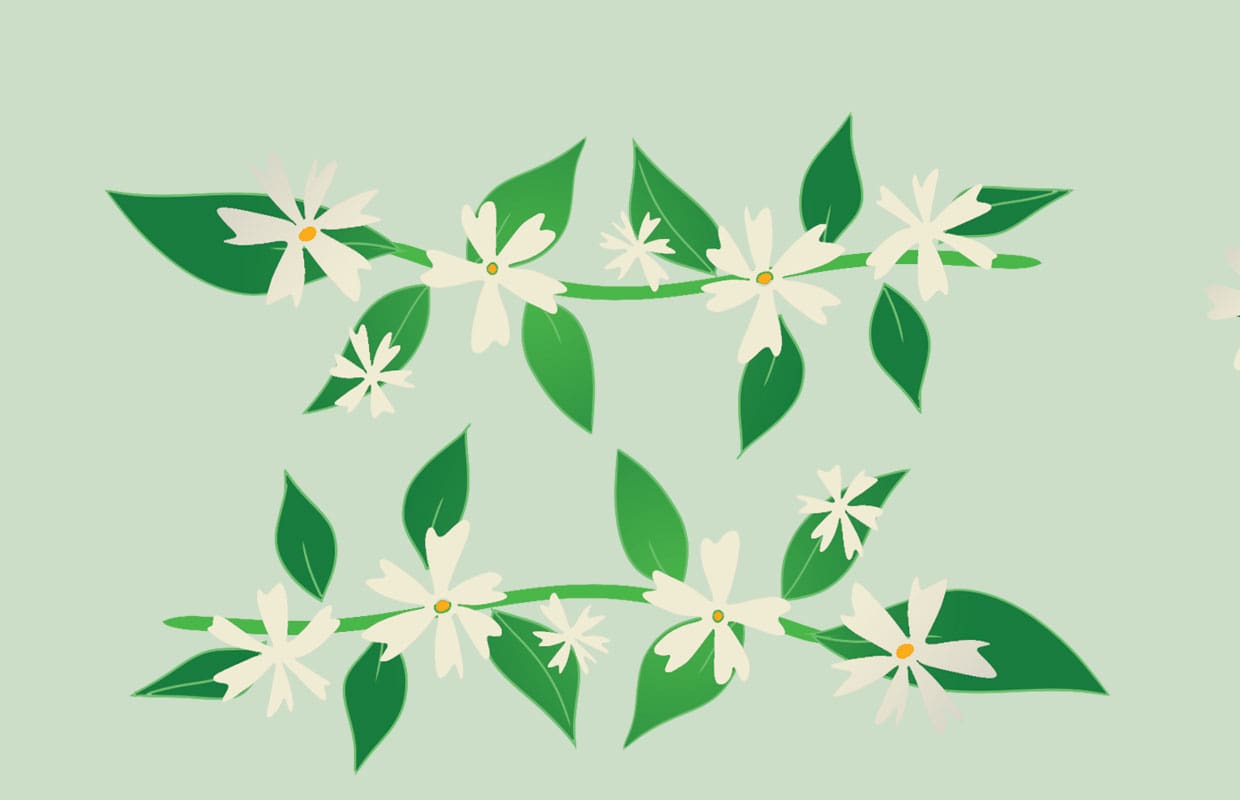 white night jasmine flowers grow amidst green leaves