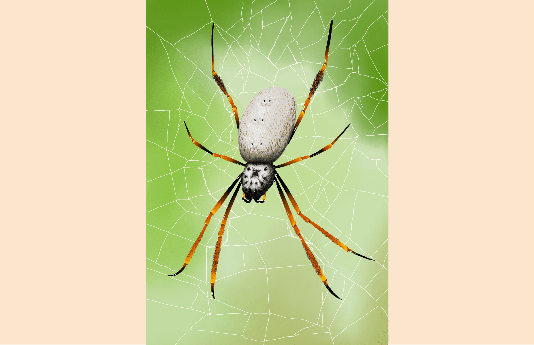 The golden orb-weavers web could be used to make bulletproof clothing -  Australian Geographic